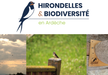 Hirondelles & Biodiversité