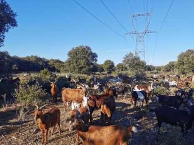 Eco-pastoralisme en Ardèche !